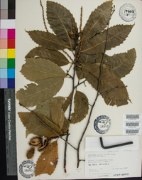 Castanea dentata image