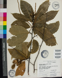 Castanea dentata image