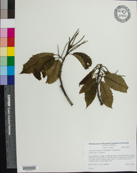 Castanea dentata image