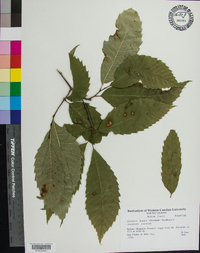 Castanea dentata image