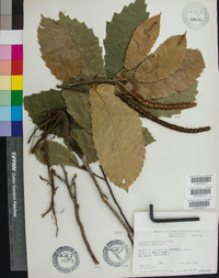 Castanea mollissima image