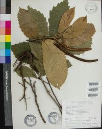 Castanea mollissima image