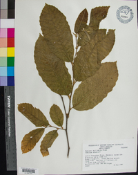 Castanea mollissima image