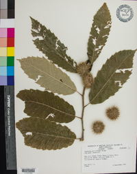 Castanea mollissima image