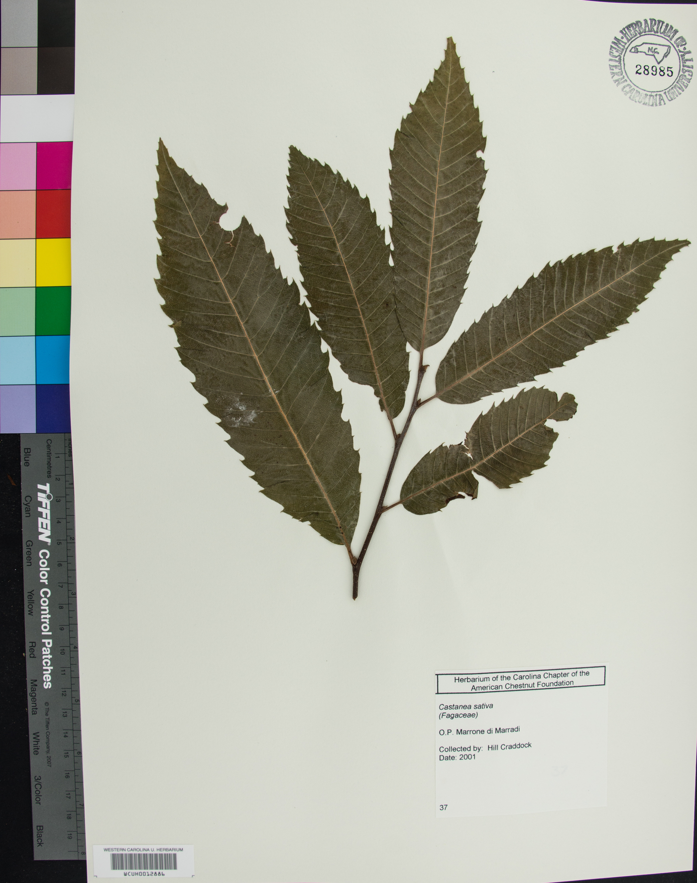 Castanea sativa image