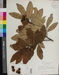 Castanea pumila var. pumila image