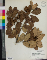 Castanea pumila var. ashei image