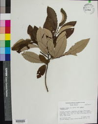 Castanea pumila var. pumila image