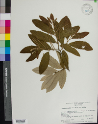 Castanea pumila var. pumila image