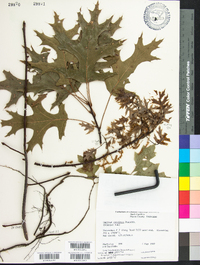 Quercus coccinea image