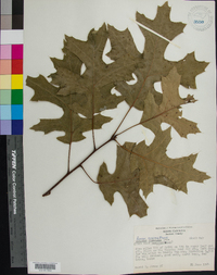 Quercus coccinea image