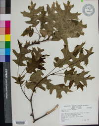 Quercus coccinea image