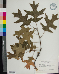 Quercus coccinea image