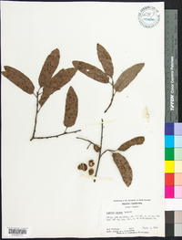 Quercus incana image