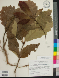 Quercus montana image