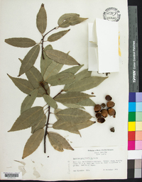 Quercus myrsinifolia image