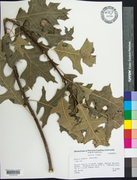 Quercus palustris image