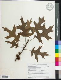 Quercus palustris image