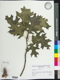 Quercus palustris image