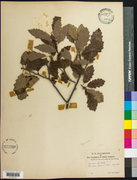 Quercus prinoides image