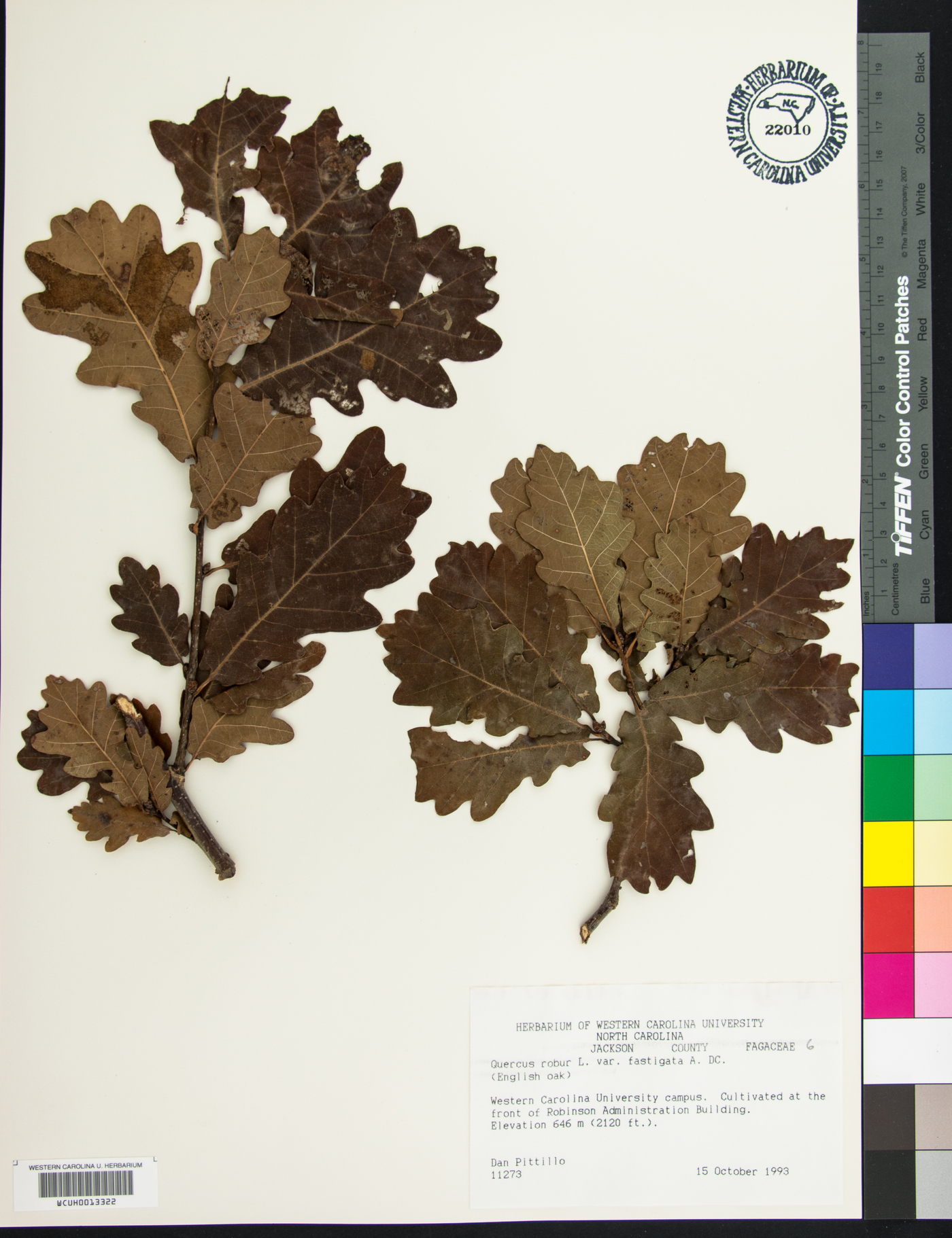 Quercus robur f. fastigiata image