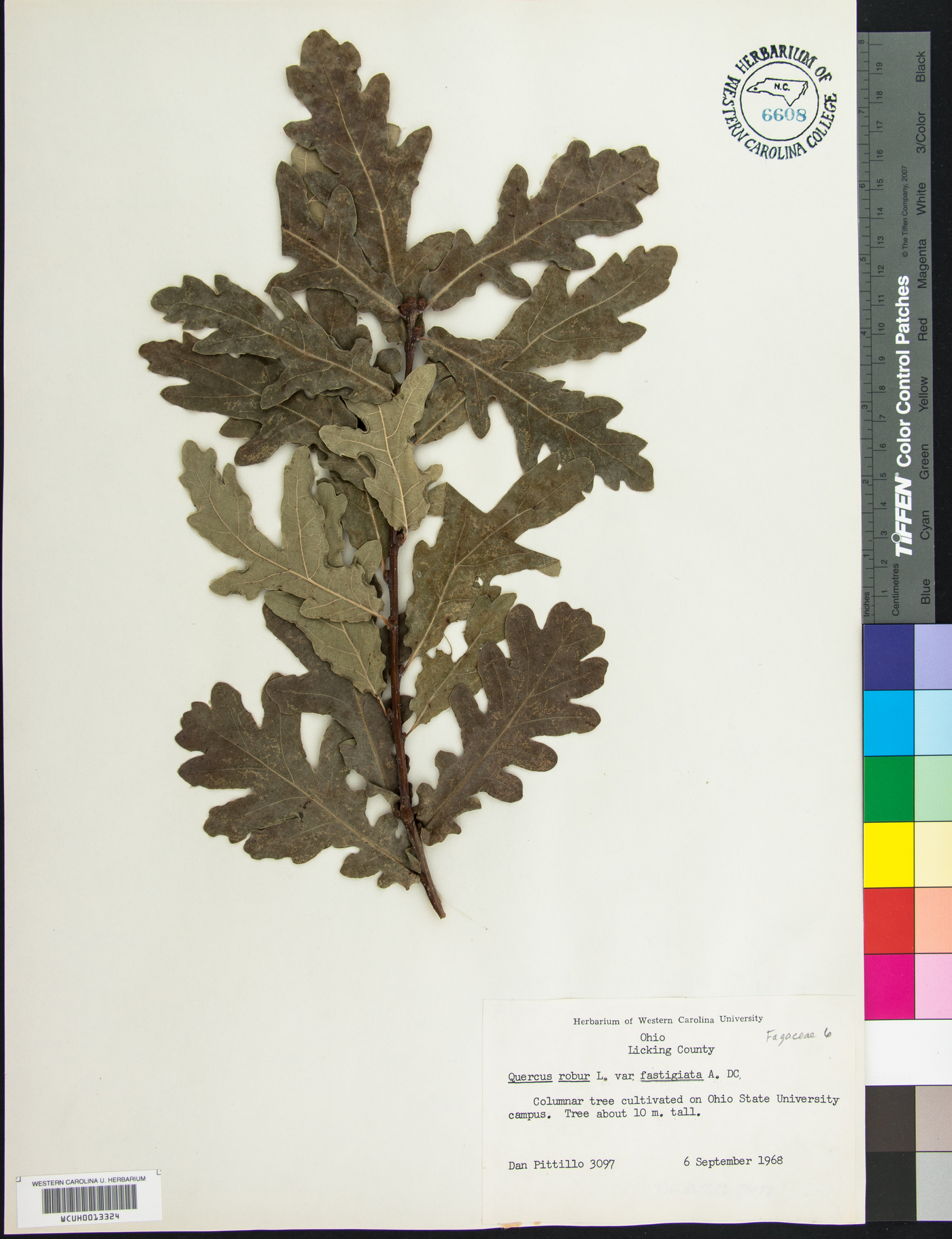 Quercus robur image