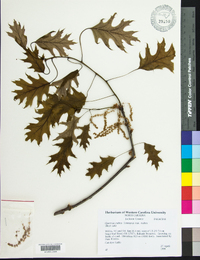 Quercus rubra var. rubra image