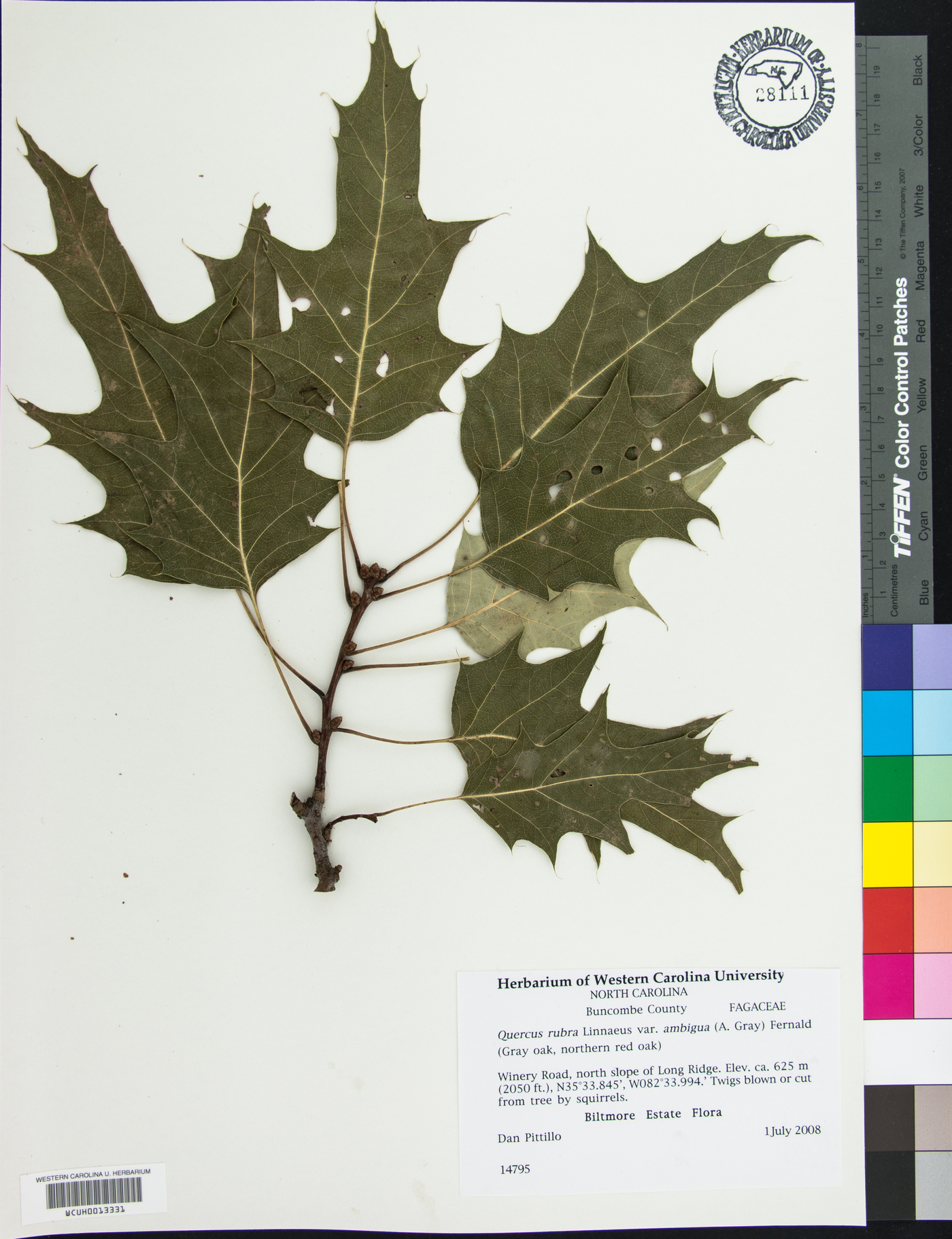 Quercus rubra var. ambigua image