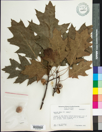 Quercus rubra var. rubra image