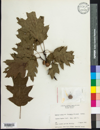 Quercus rubra var. borealis image