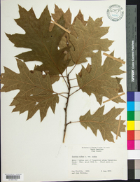 Quercus rubra var. rubra image