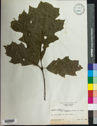 Quercus rubra var. borealis image