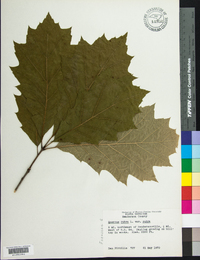 Quercus rubra var. rubra image