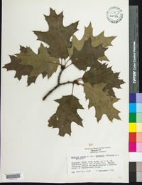 Quercus rubra var. borealis image