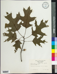 Quercus rubra var. rubra image