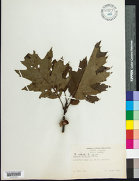 Quercus rubra var. borealis image