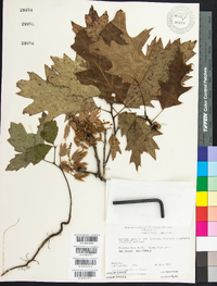 Quercus rubra var. borealis image