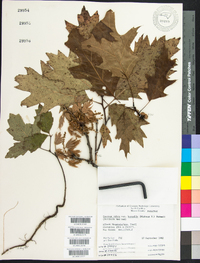Quercus rubra var. borealis image