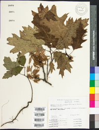 Quercus rubra var. borealis image