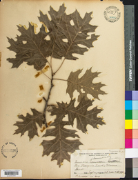 Quercus shumardii image