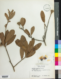 Quercus virginiana image