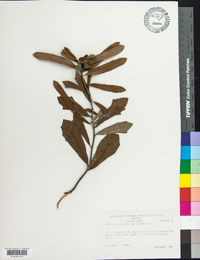 Quercus virginiana var. minima image