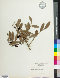 Quercus virginiana image