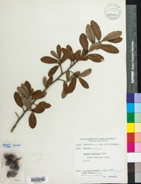 Quercus virginiana image