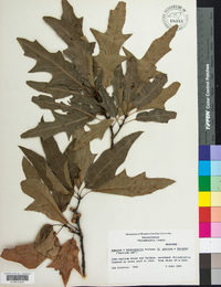 Quercus x heterophylla image