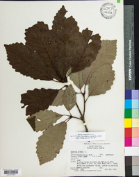 Quercus montana image