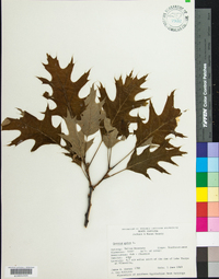 Quercus rubra var. ambigua image