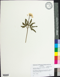 Cardamine dissecta image