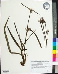 Tradescantia ohiensis image