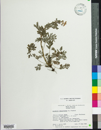 Capnoides sempervirens image